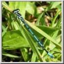 Coenagrion puella - Hufeisen-Azurjungfer m04.jpg